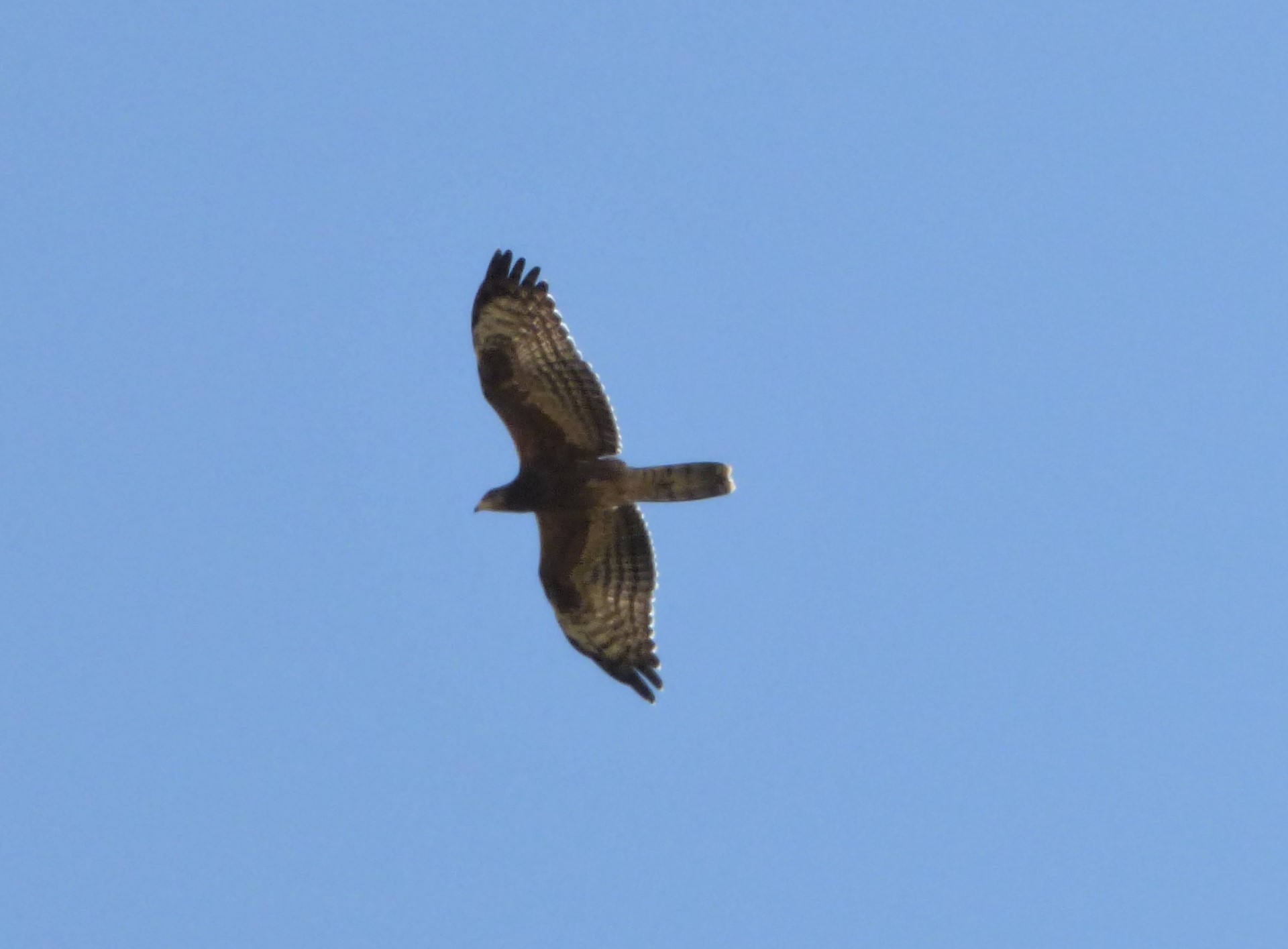 Falco Pecchiaiolo 1CY